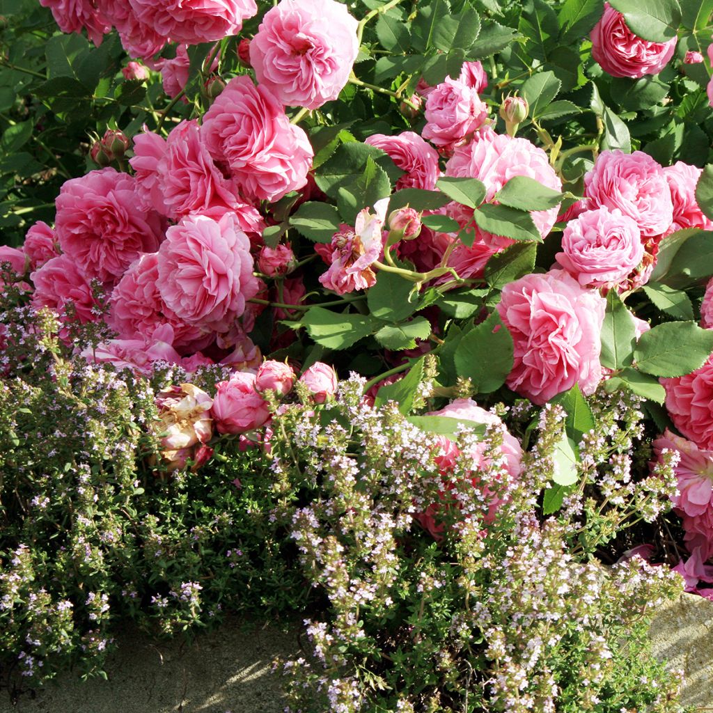 Rosa Louise Odier - Historische Rose