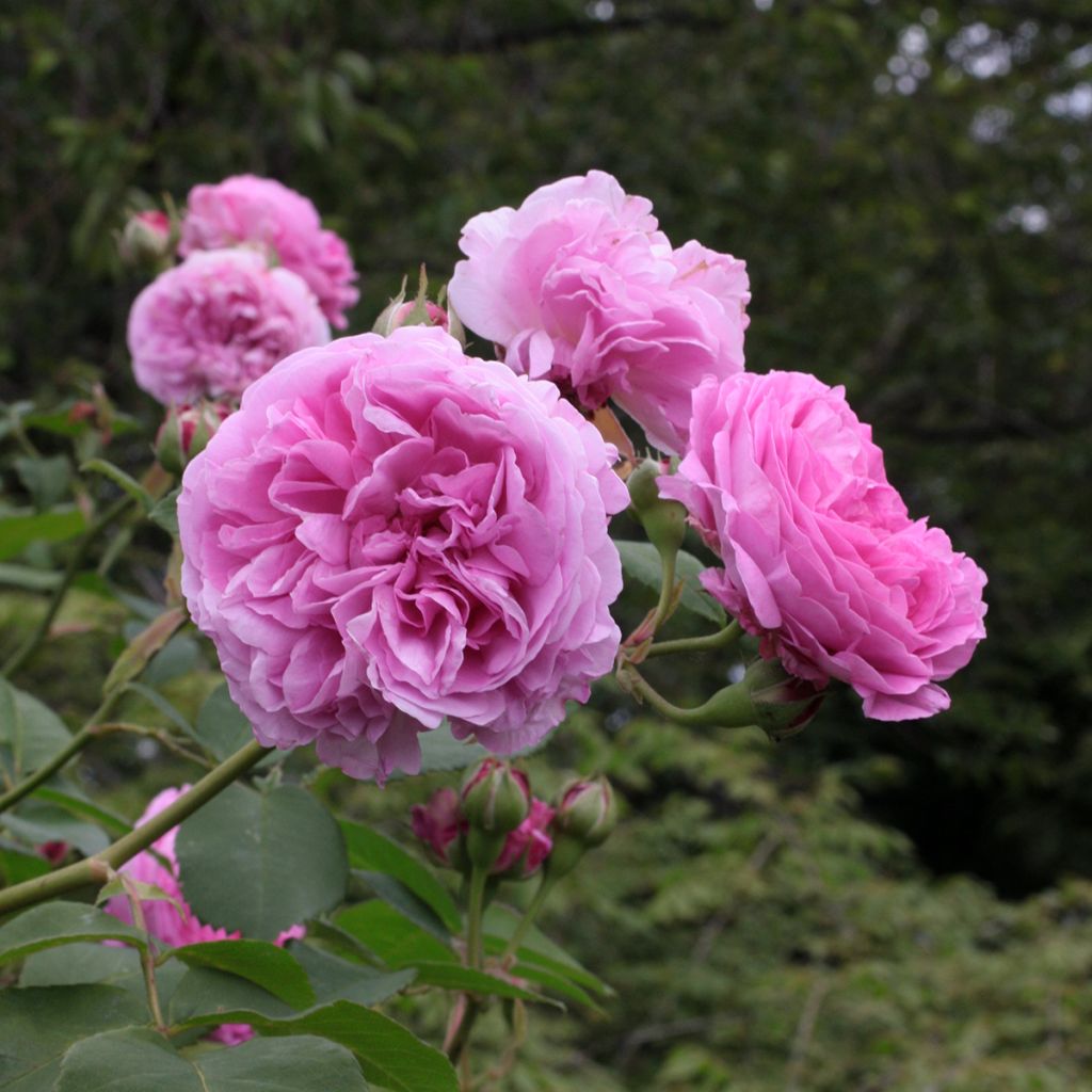 Rosa Louise Odier - Historische Rose