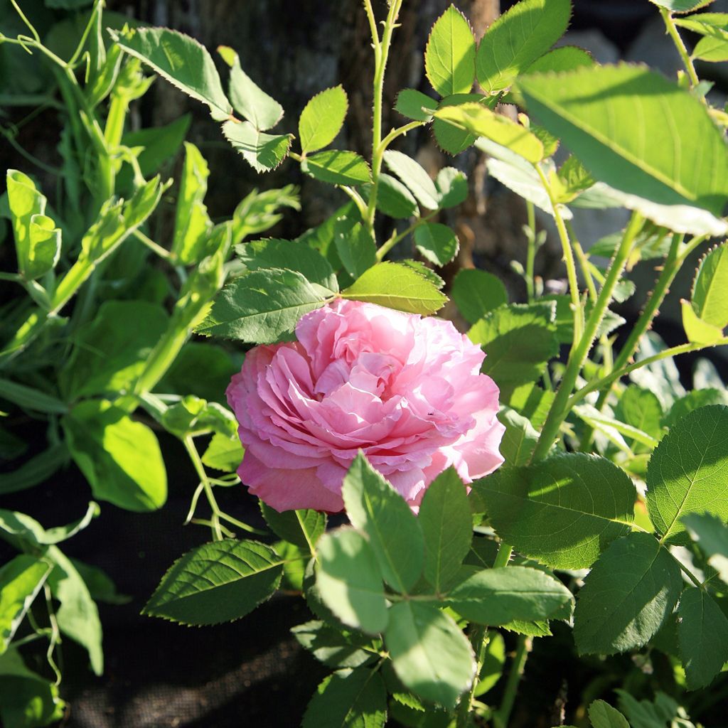 Rosa Louise Odier - Historische Rose