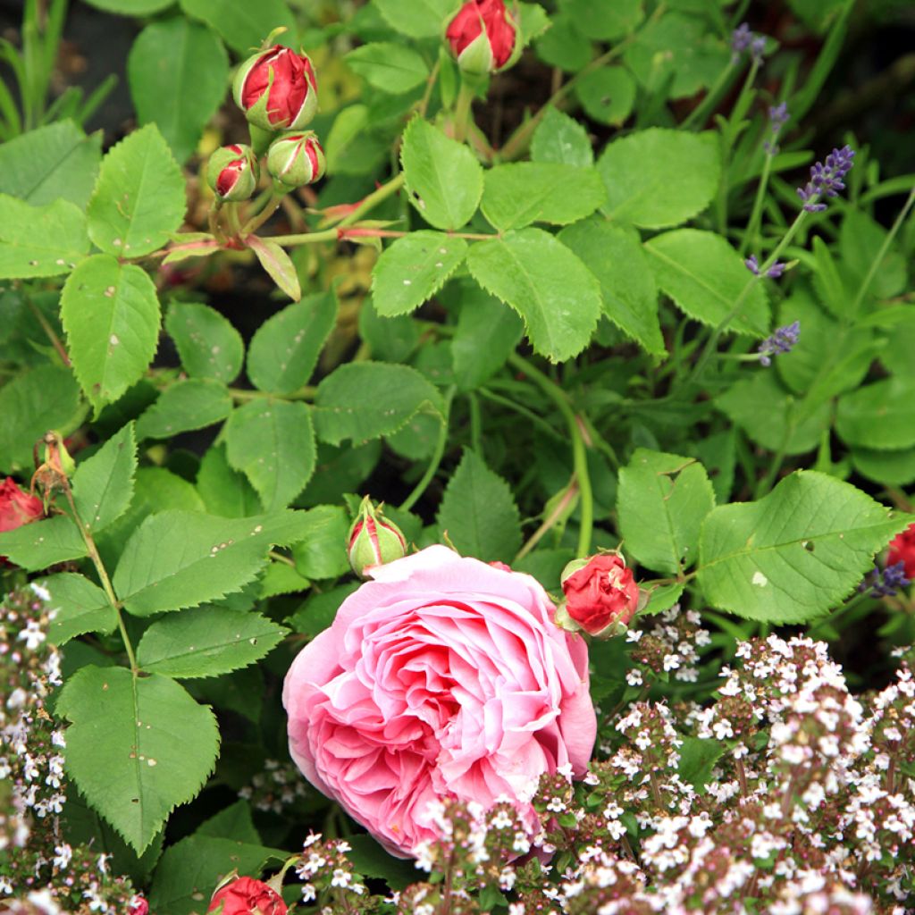 Rosa Louise Odier - Historische Rose