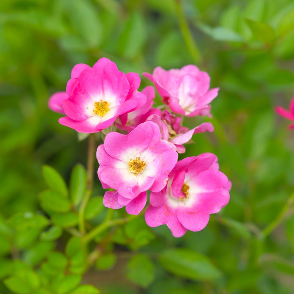 Rosa moschata Mozart - Moschus-Rose