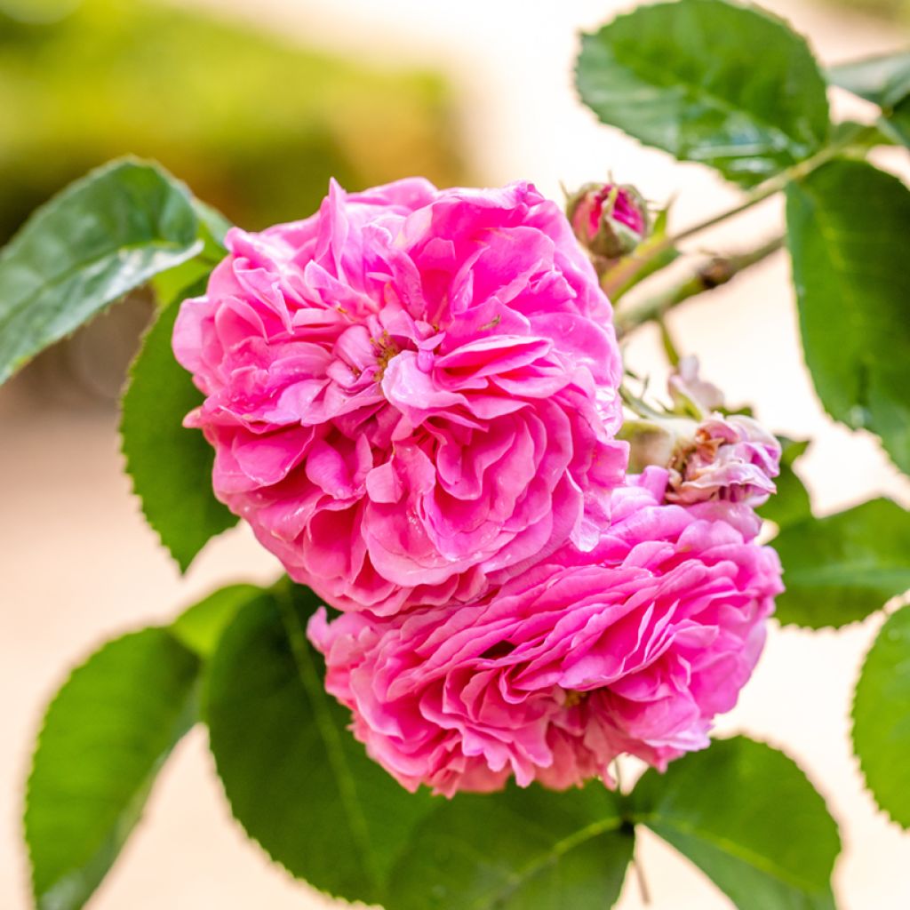 Rosa Mrs John Laing - Historische Rose