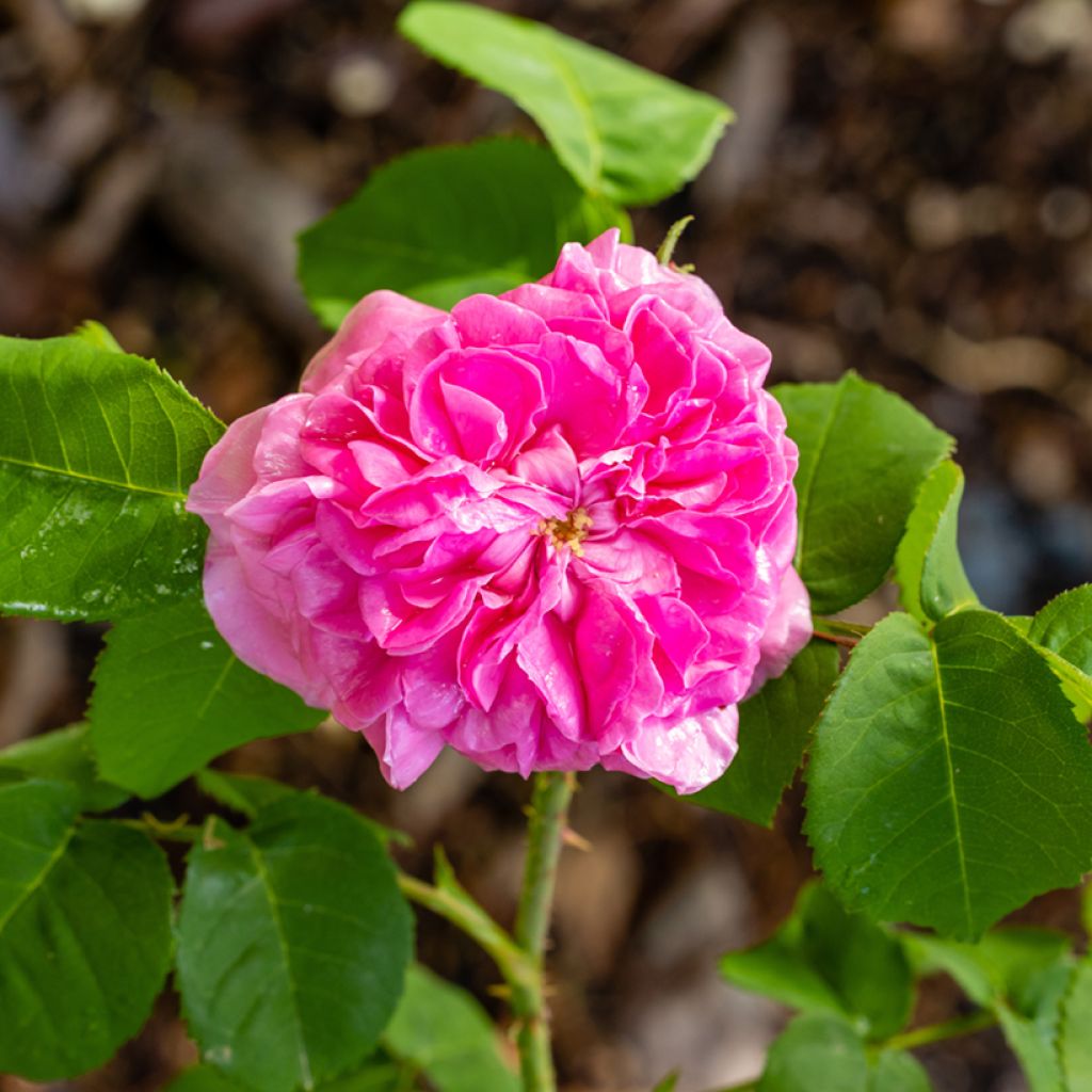 Rosa Mrs John Laing - Historische Rose
