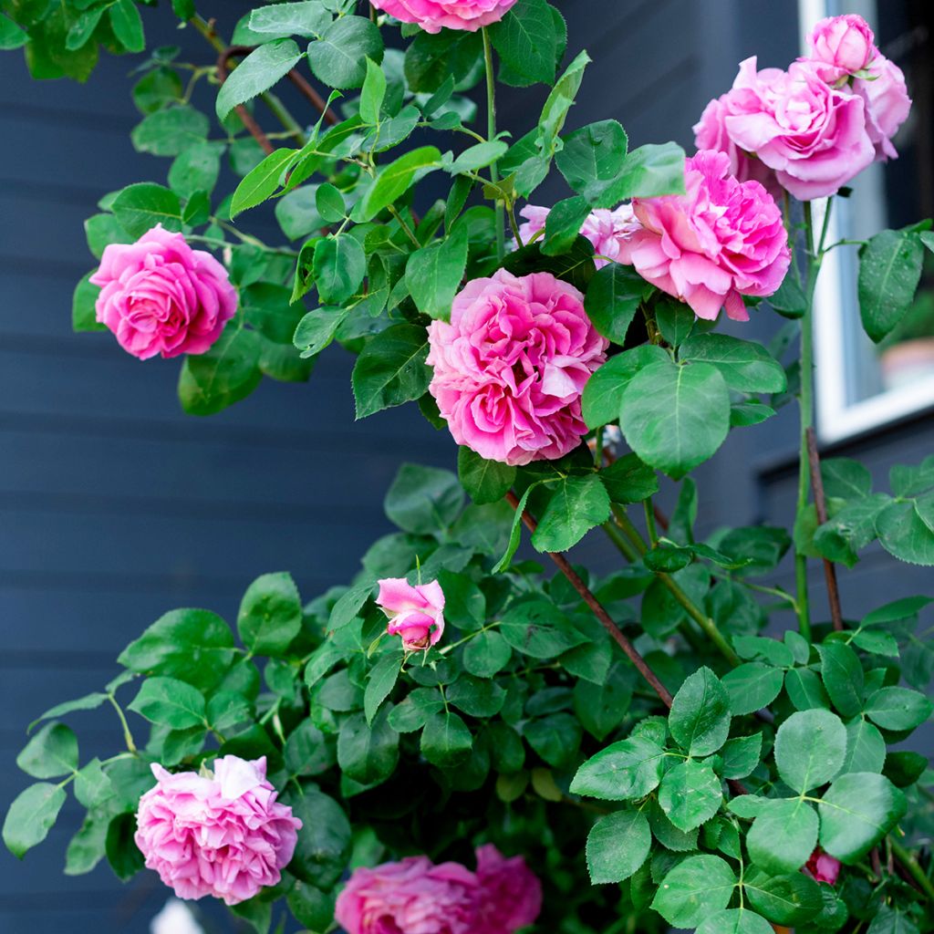 Rosa Paul Neyron - Historische Rose