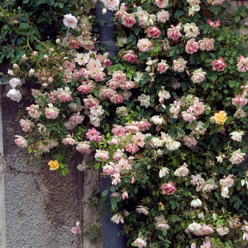 Rosa multiflora Phyllis Bide - Vielblütige Rose