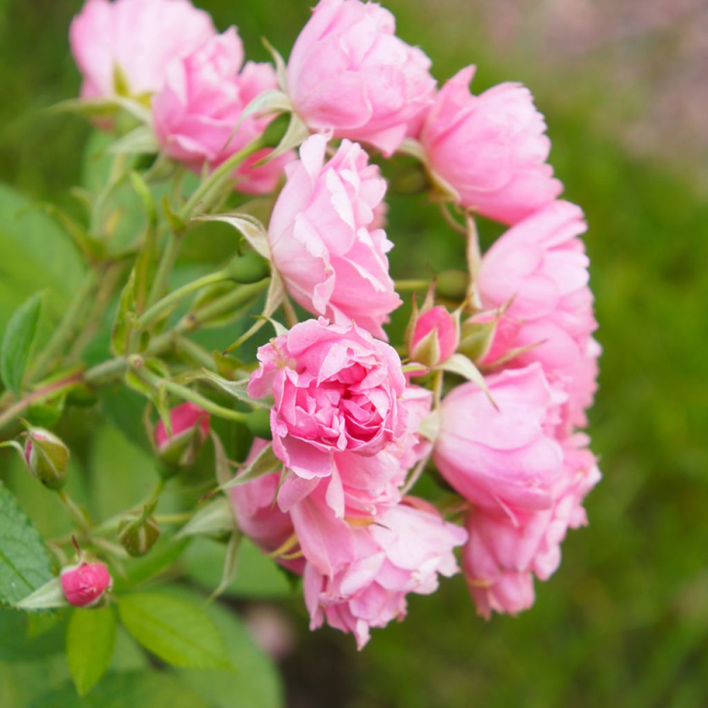 Rosa rugosa Pink Grootendorst - Apfelrose