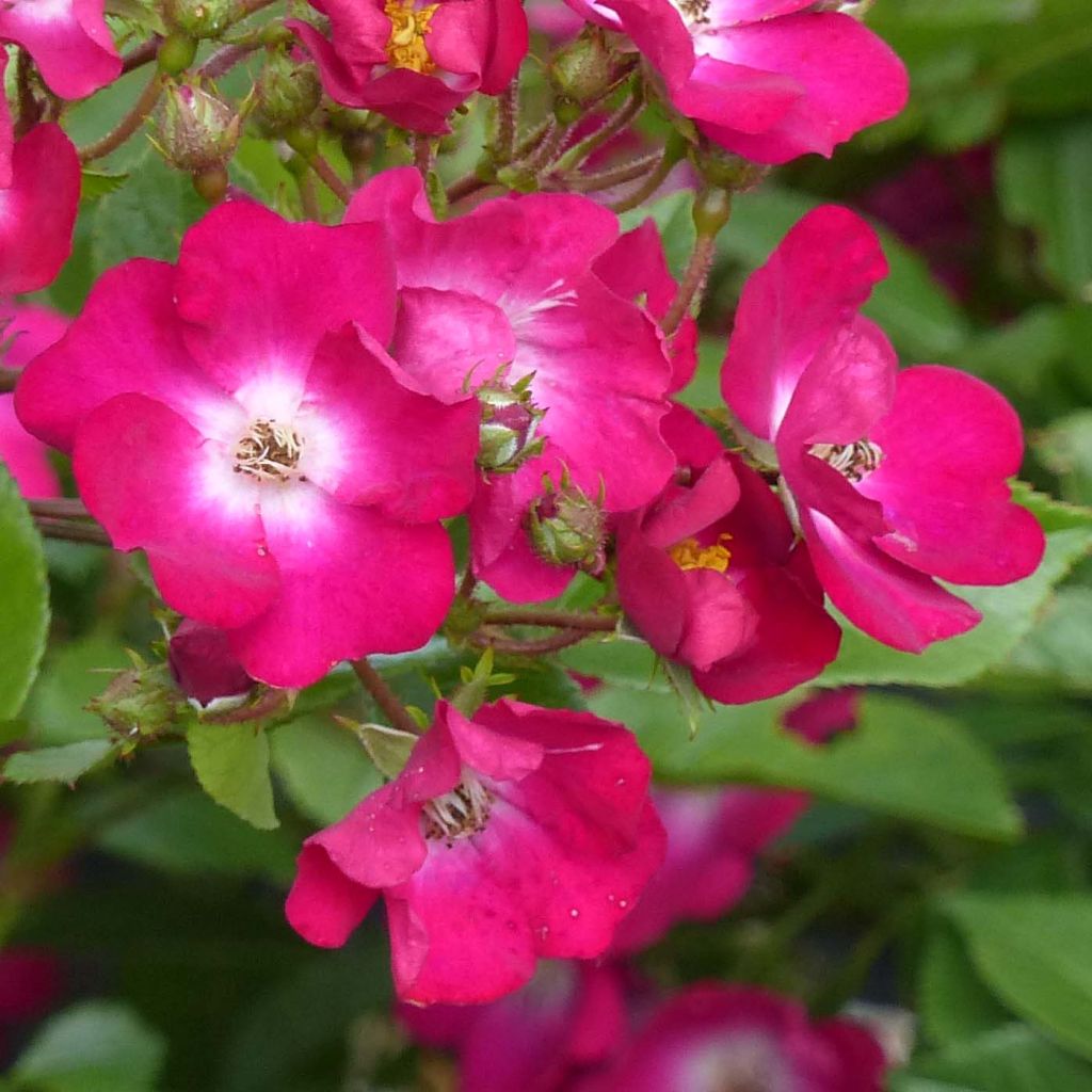 Rosa polyantha Red Ballerina - Historische Rose