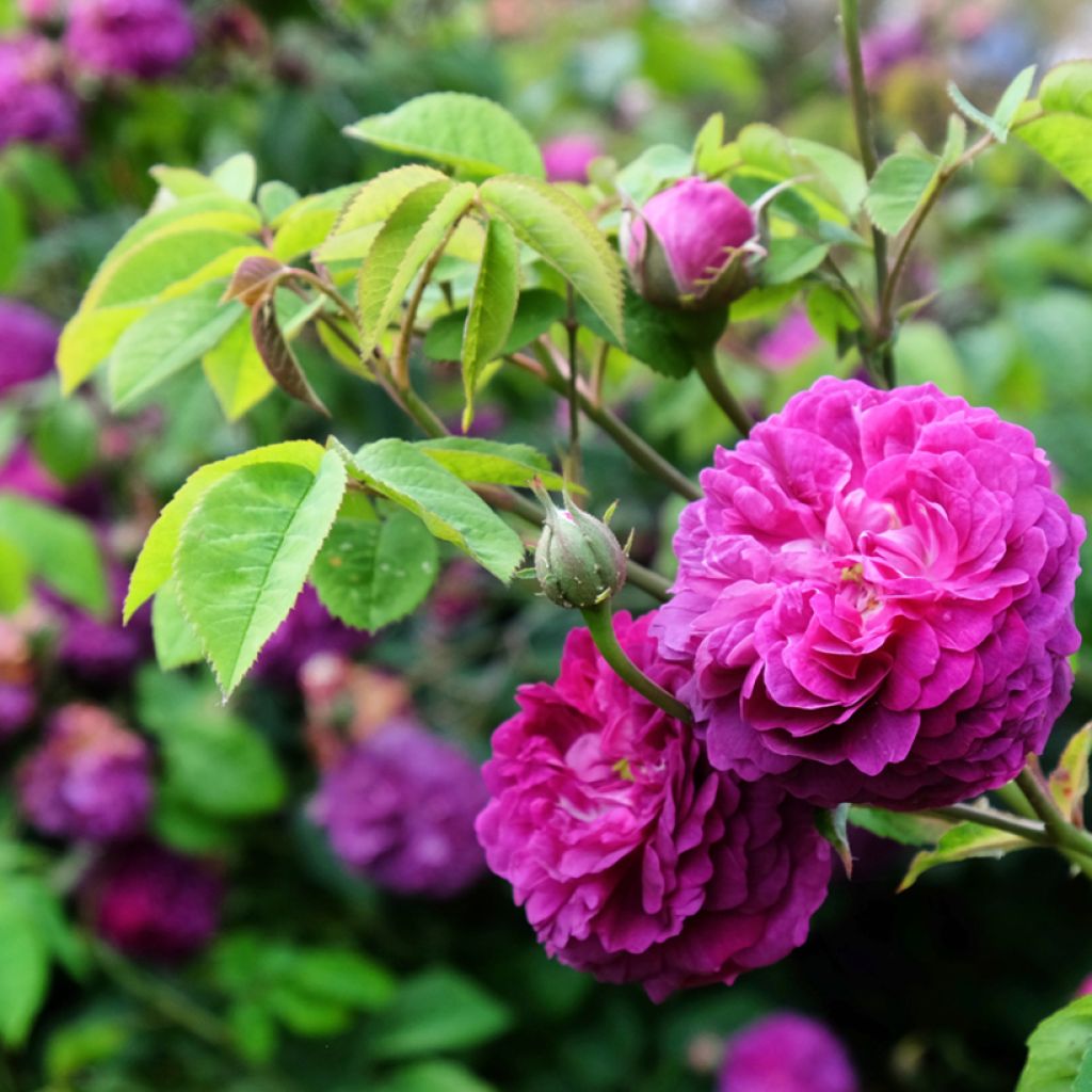 Rosa Reine des Violettes - Historische Rose