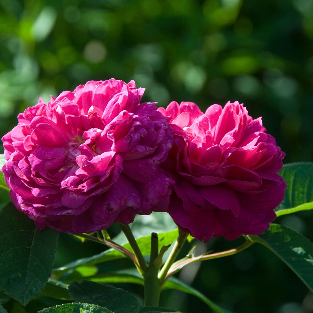 Rosa Rose de Rescht - Historische Rose