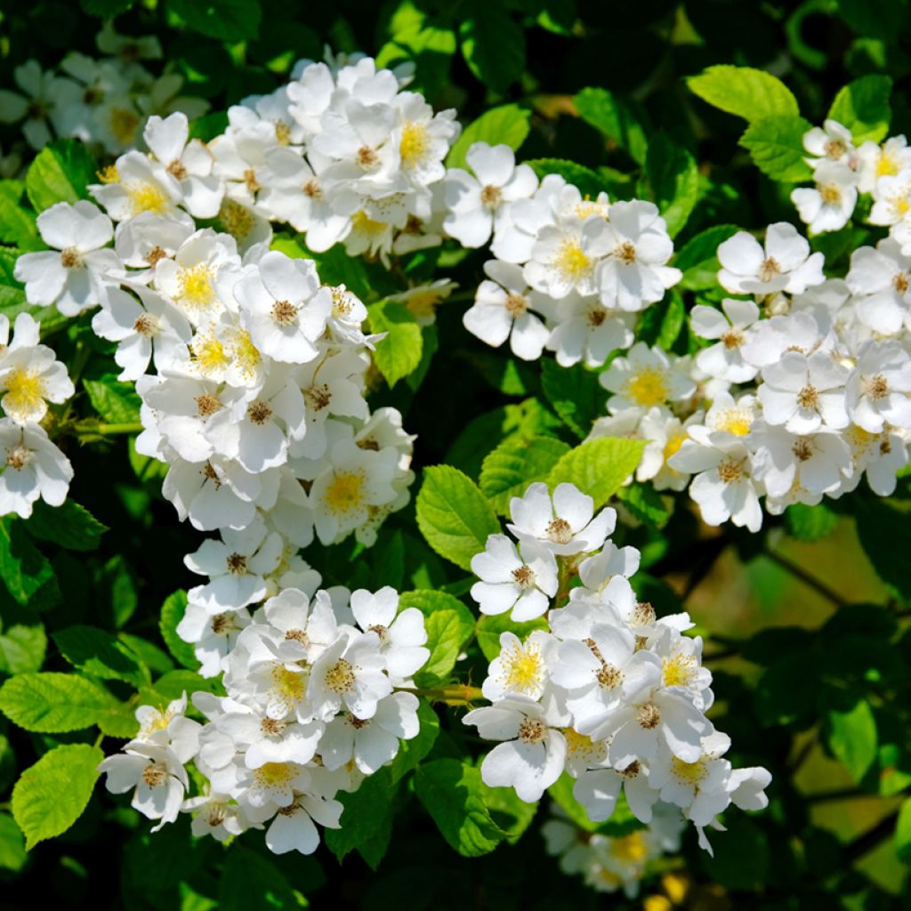 Rosa Sally Holmes - Moderne Hybrid-Rose