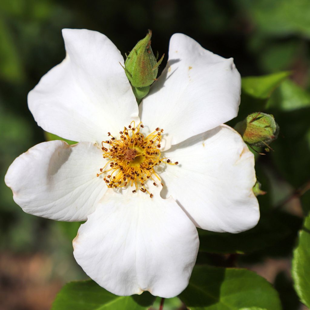 Rosa Sally Holmes - Moderne Hybrid-Rose