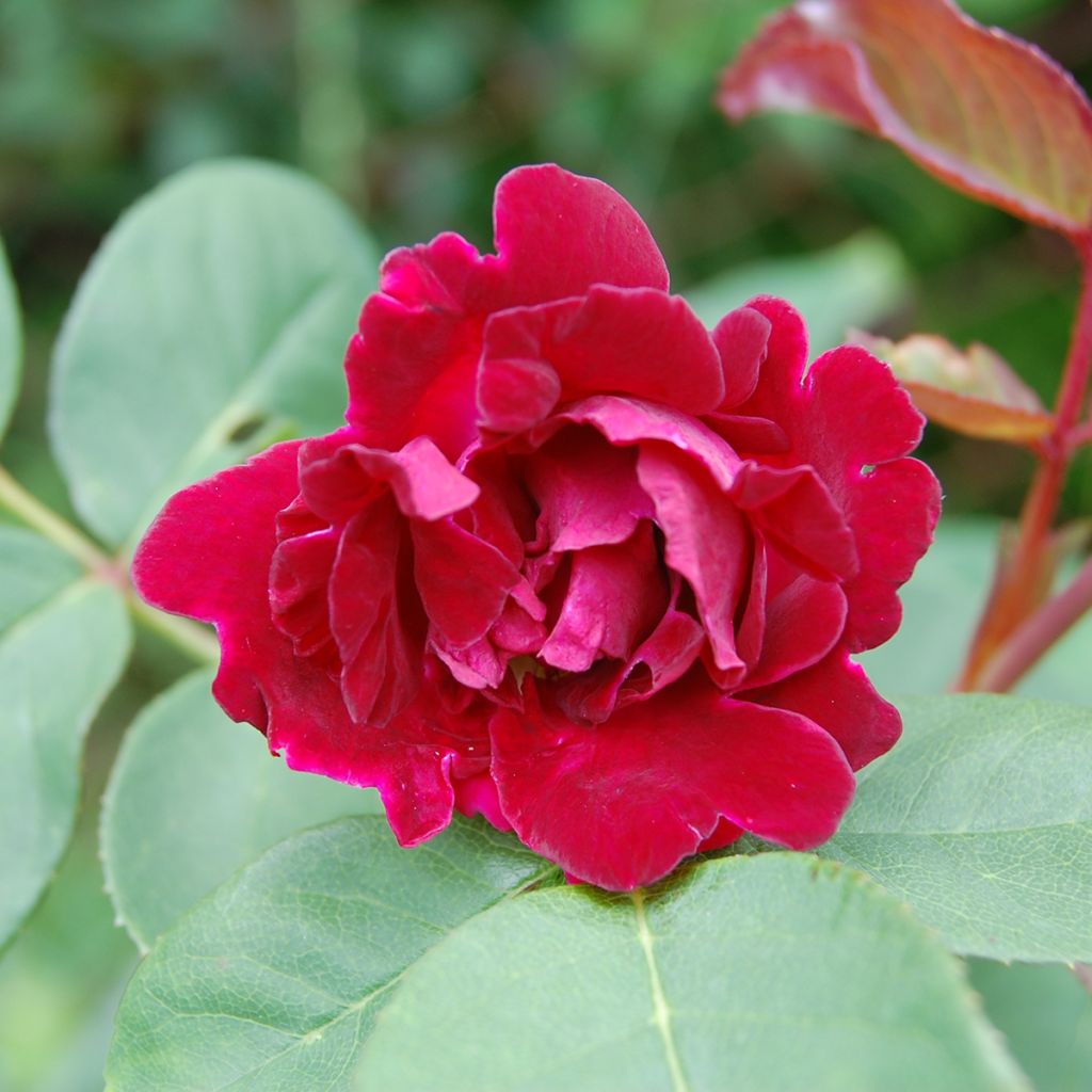 Rosa Souvenir du Dr Jamain - Historische Rose