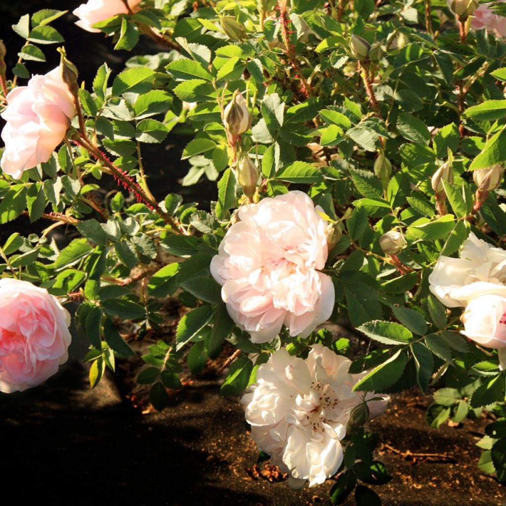 Rosa pimpinellifolia Stanwell Perpetual - Dünenrose