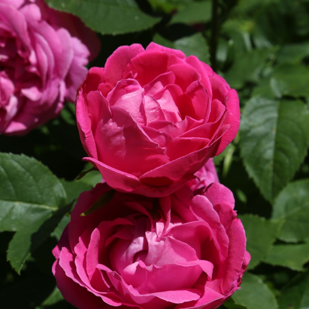 Rosa Ulrich Brunner fils - Historische Rose