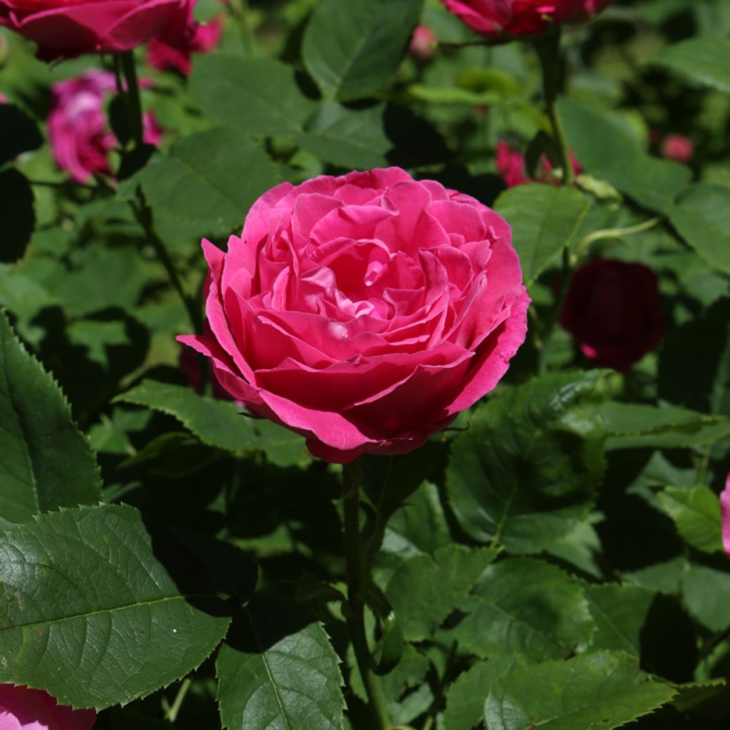 Rosa Ulrich Brunner fils - Historische Rose