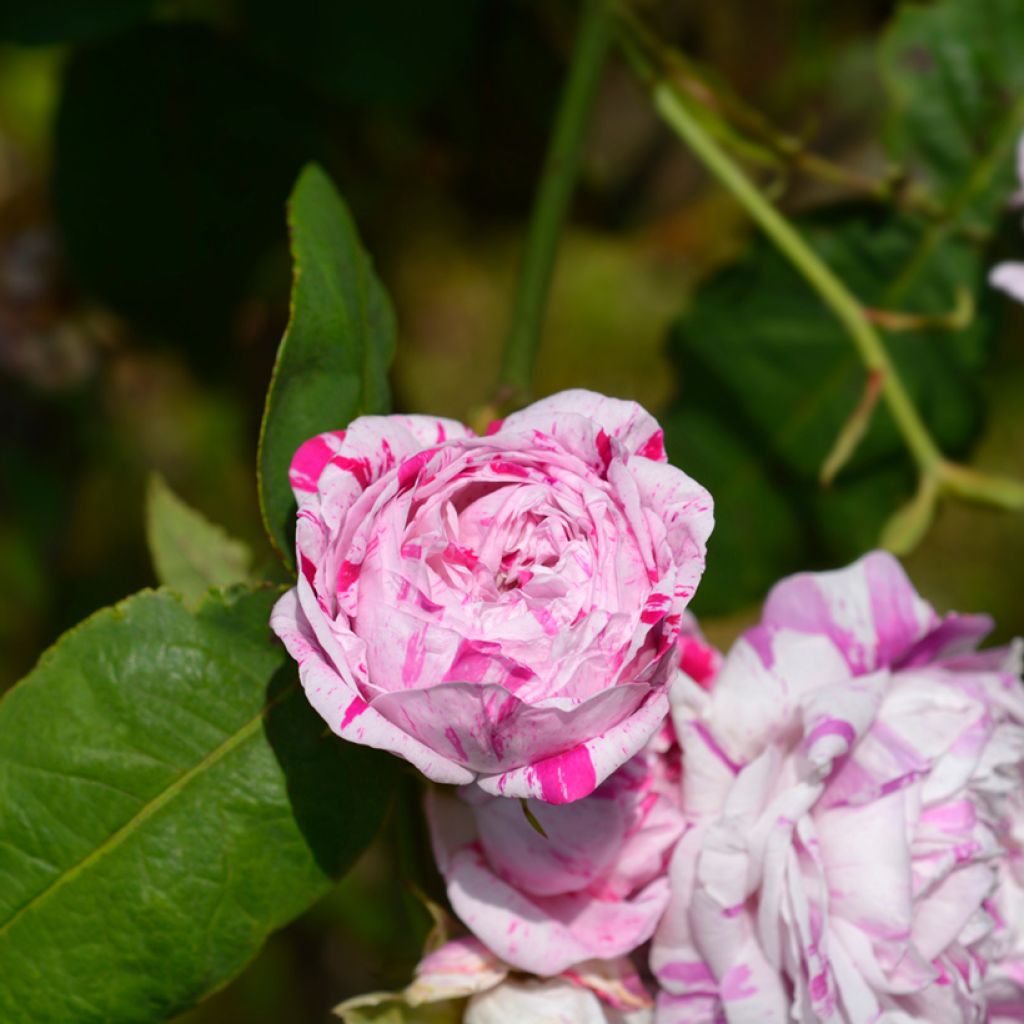 Rosa Variegata di Bologna - Historische Rose