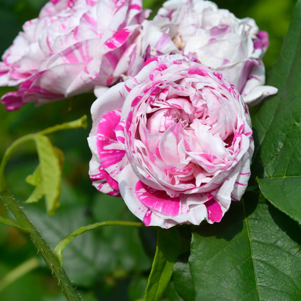Rosa Variegata di Bologna - Historische Rose
