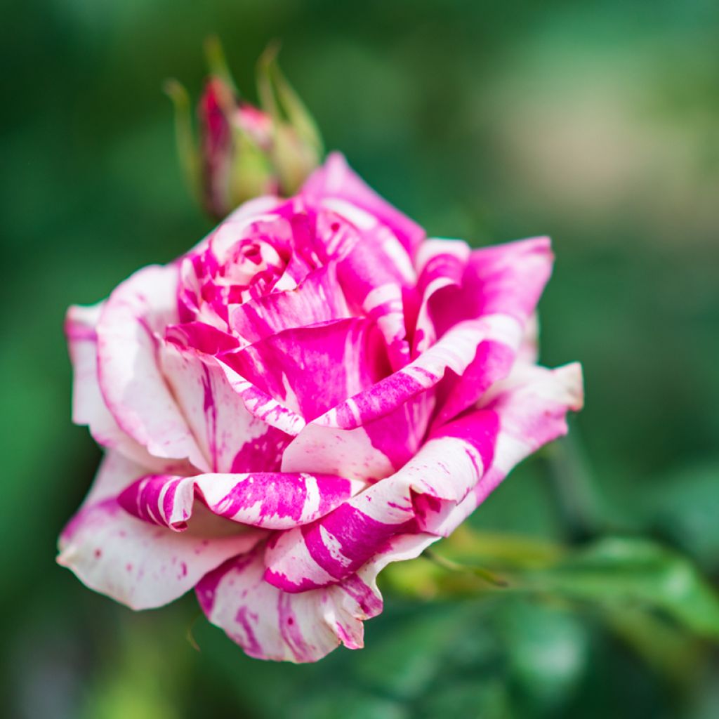 Rosa Variegata di Bologna - Historische Rose