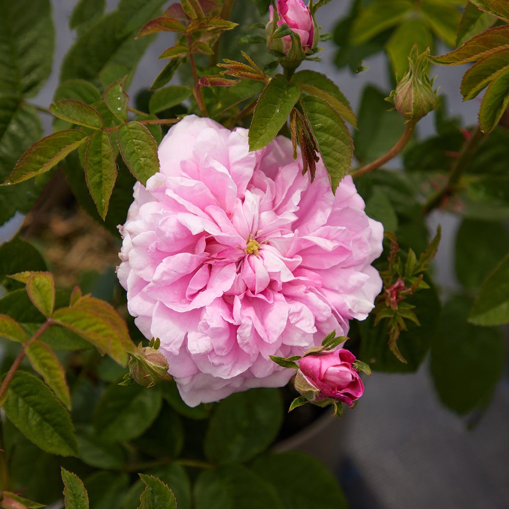 Rosa Ispahan - Damaszener-Rosen