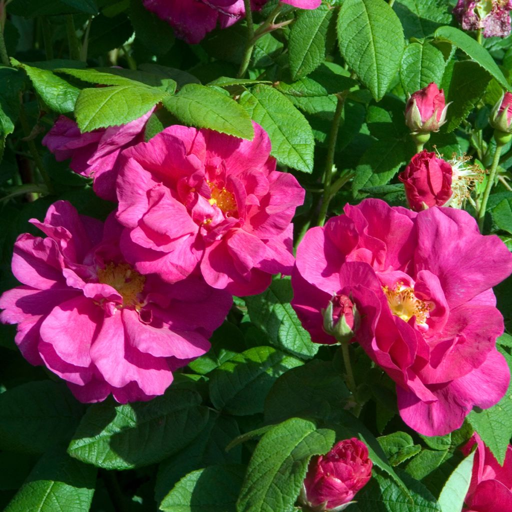 Rosa gallica Officinalis Bio - Essig-Rose