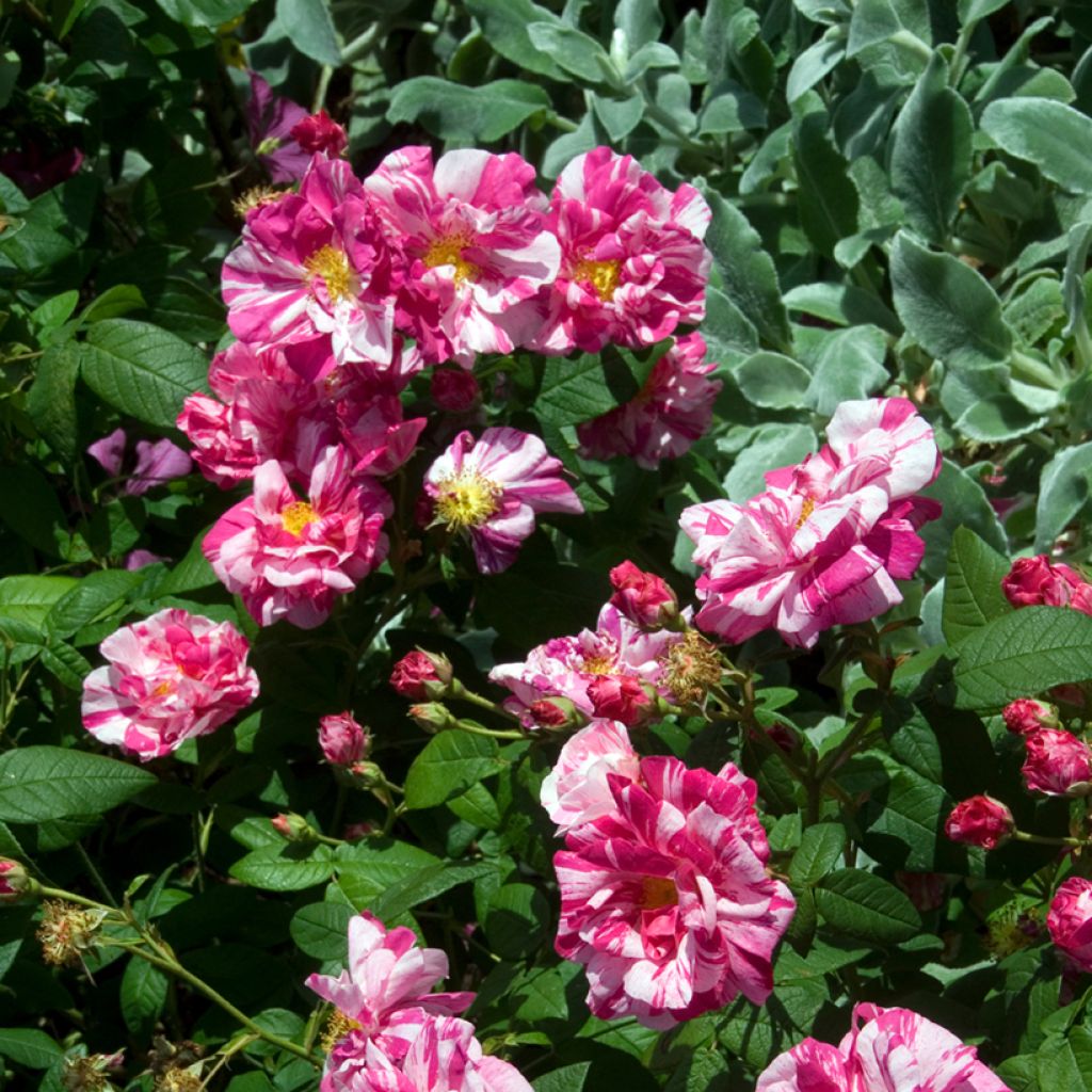 Rosa gallica Versicolor - Essig-Rose