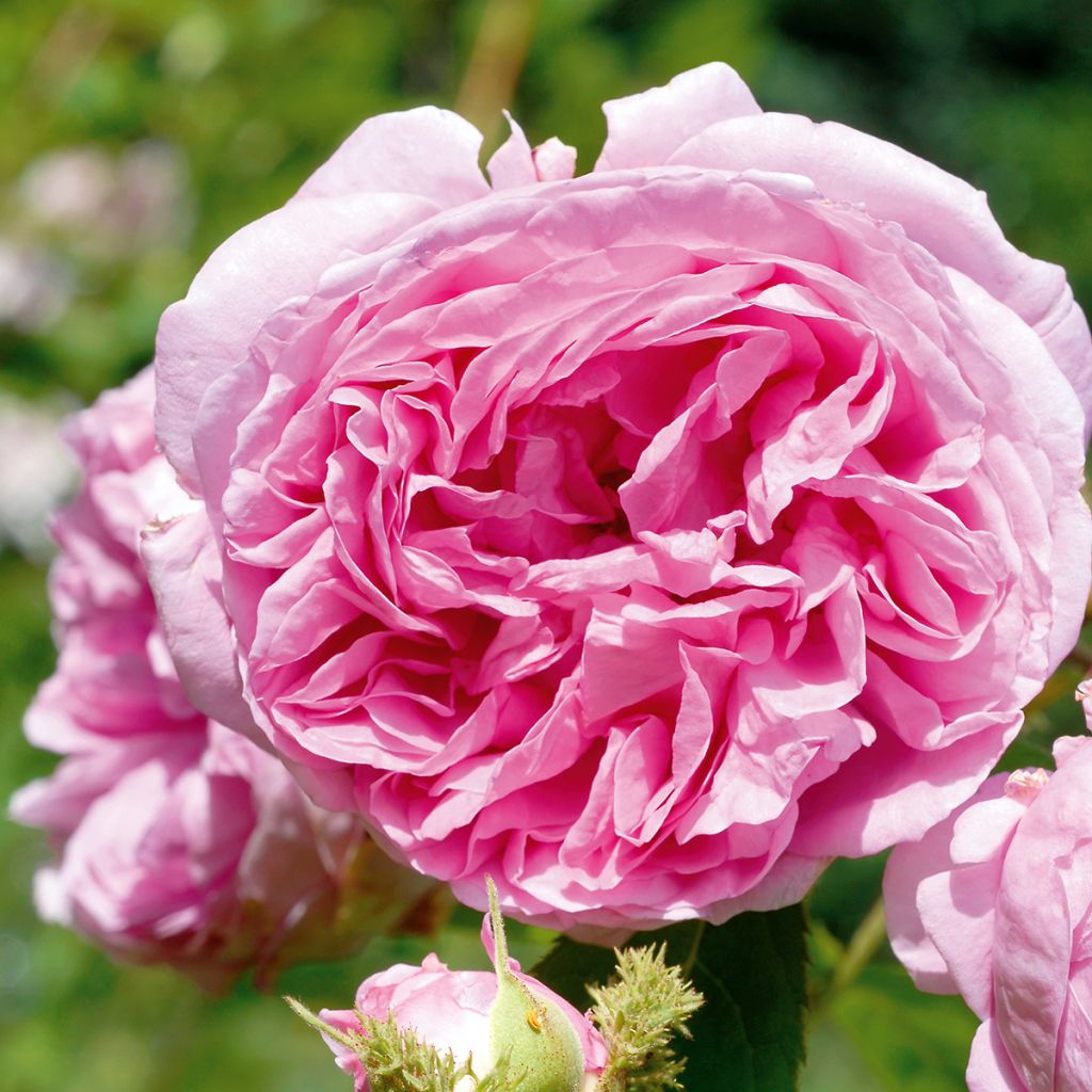 Rosa centifolia Salet - Historische Rose