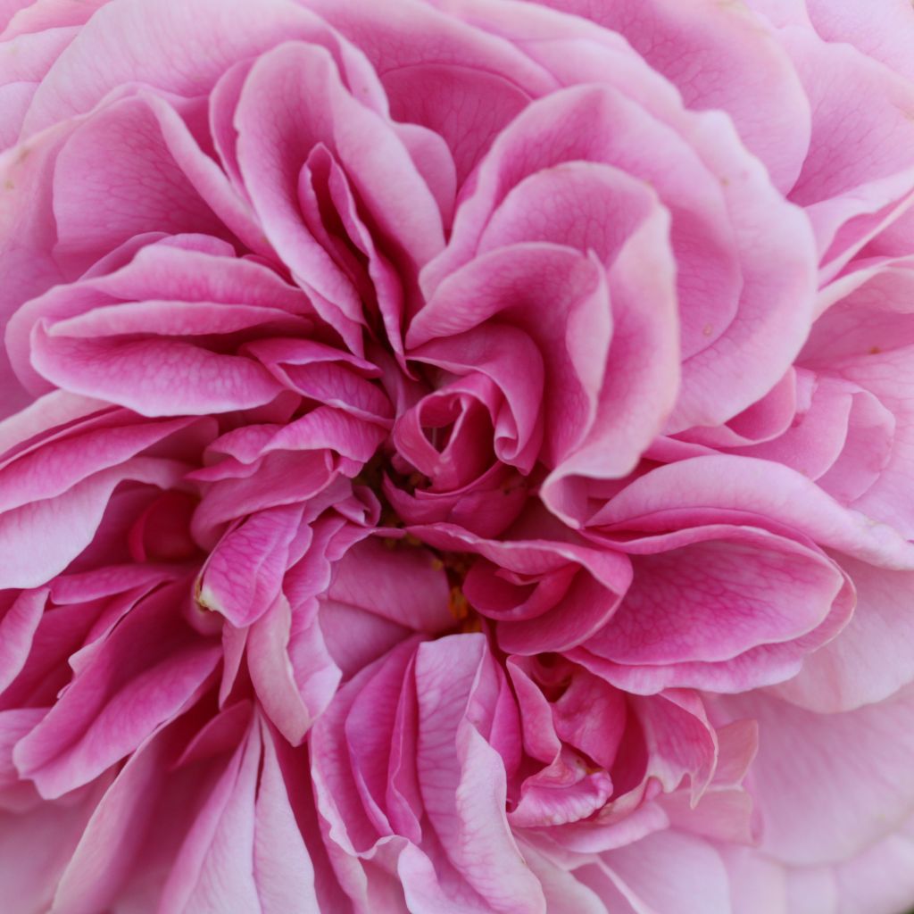 Rosa Young Lycidas - Englische Rose