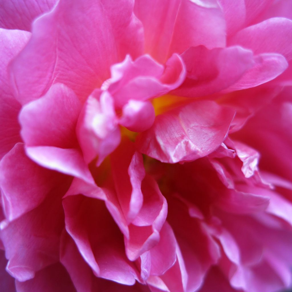 Rosa Princess Anne - Englische Rose