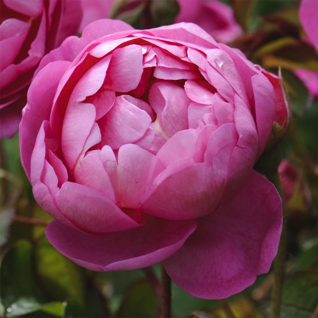 Rosa Royal Jubilee - Englische Rose