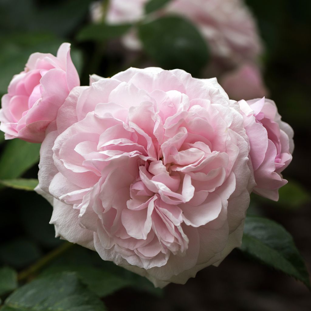 Rosa Elizabeth Ausmajesté - Englische Rose