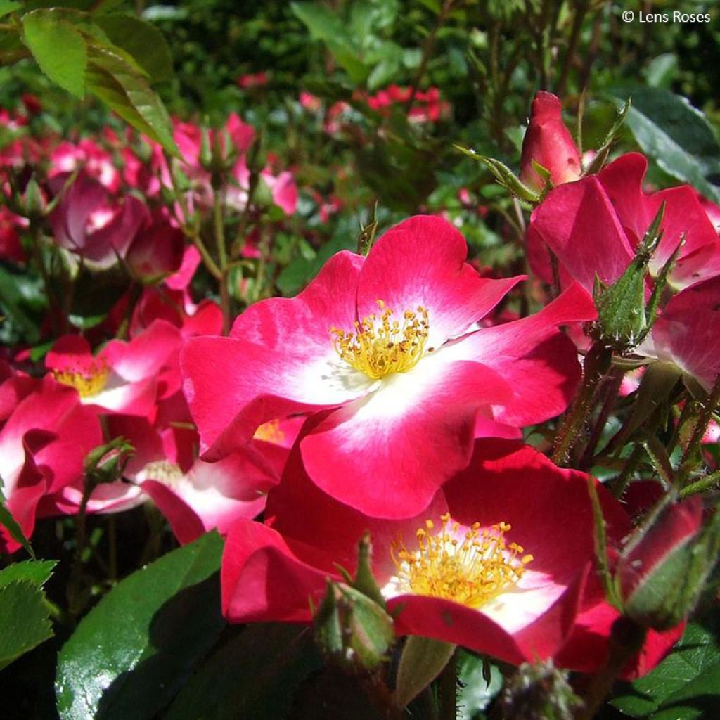 Rosa Bukavu Lenbrirus - Strauchrose