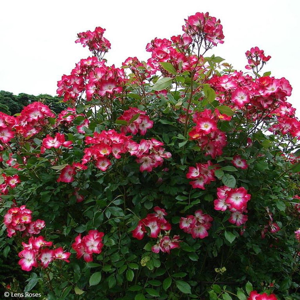 Rosa Bukavu Lenbrirus - Strauchrose