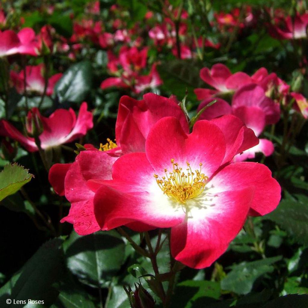 Rosa Bukavu Lenbrirus - Strauchrose