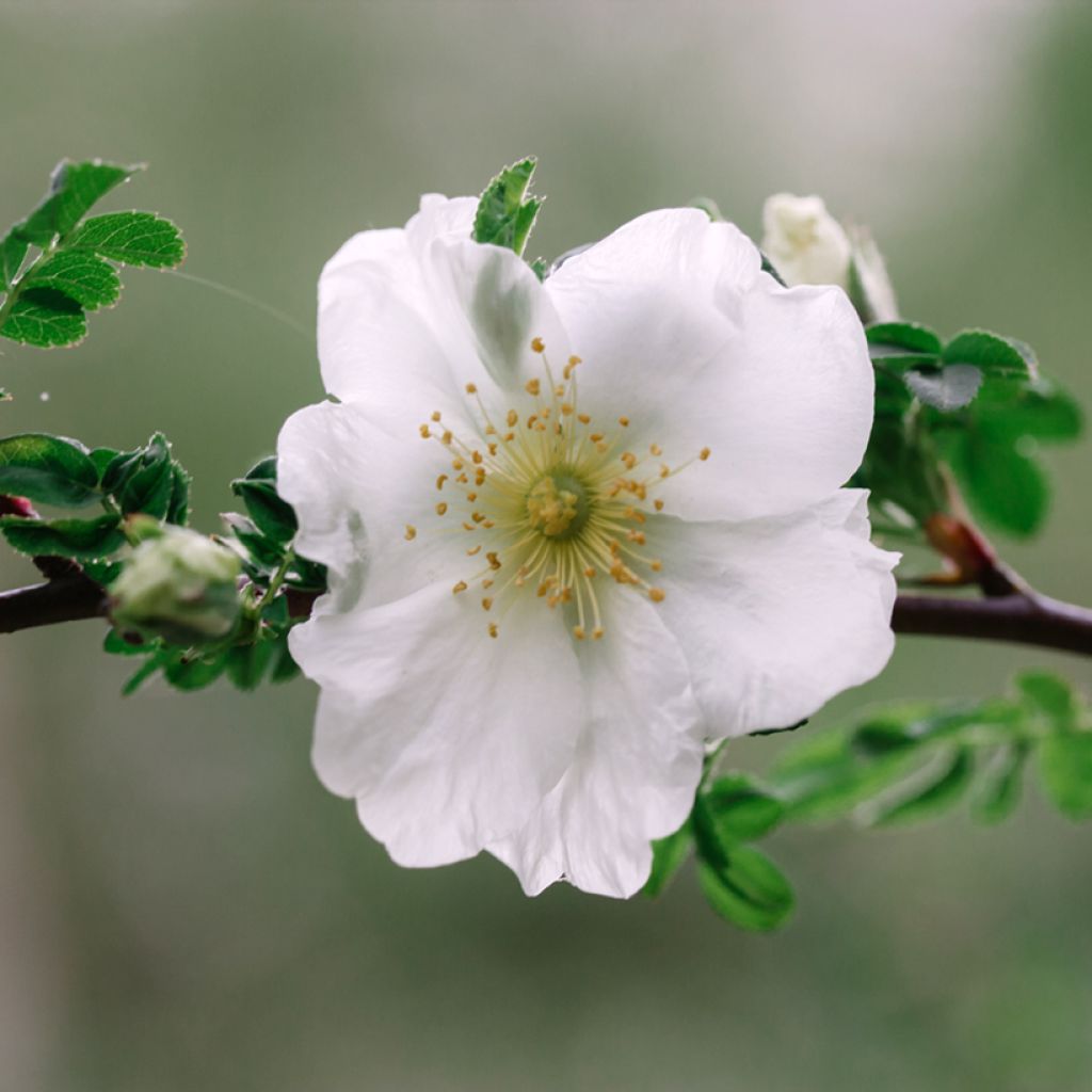 Rosa Nevada - Polyantha-Rose
