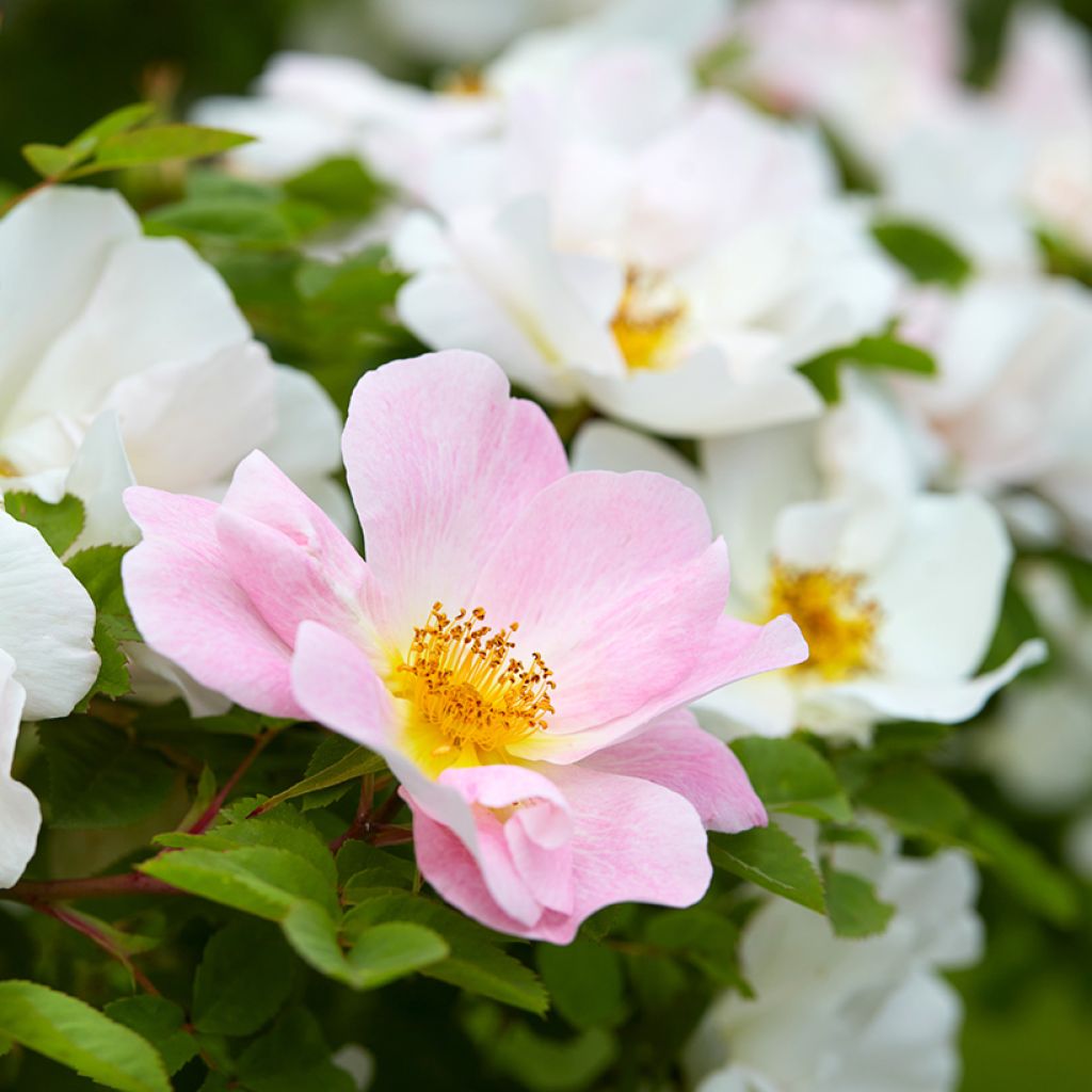Rosa Nevada - Polyantha-Rose