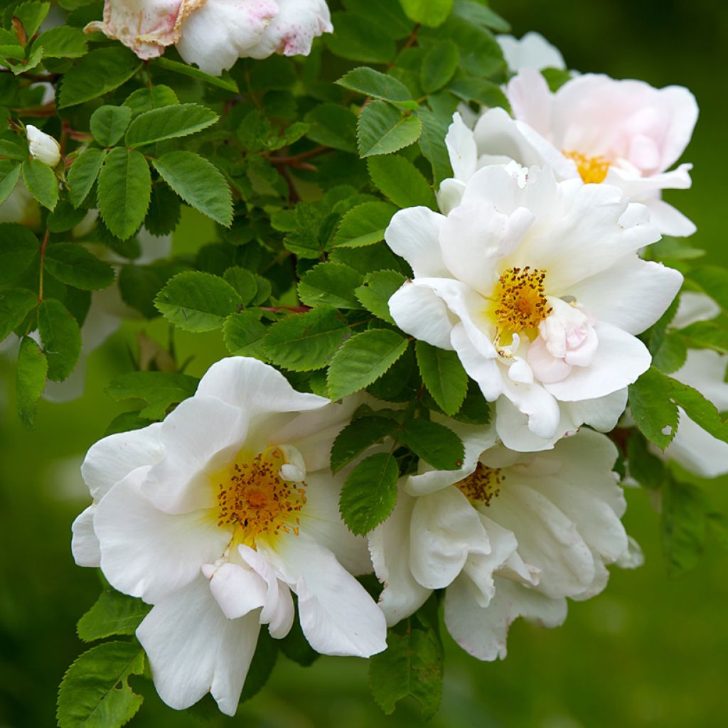 Rosa Nevada - Polyantha-Rose