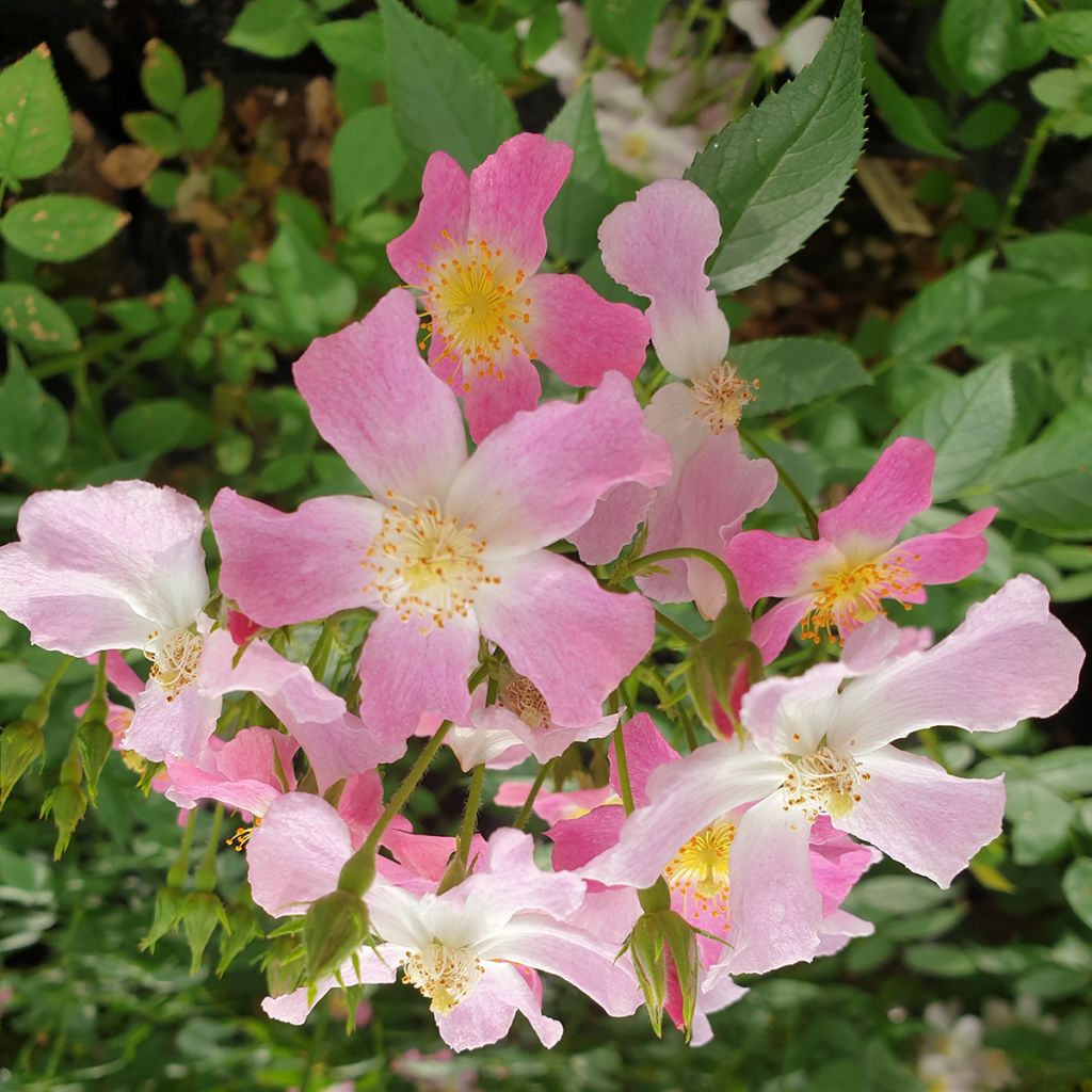 Rosa Rosy Boom Dynamic Hip Hop - Polyantha-Rose