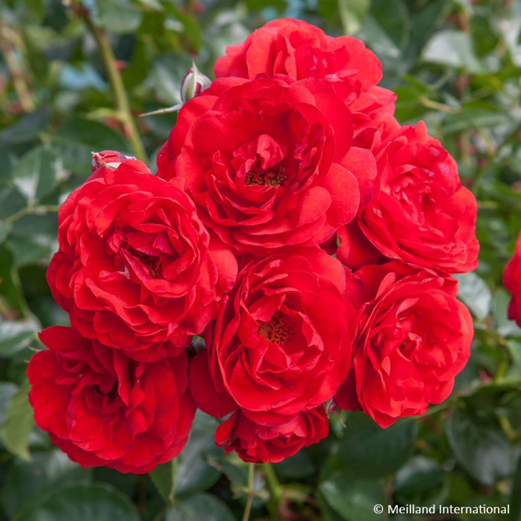 Rosa Scarlet Bonica - Beetrose