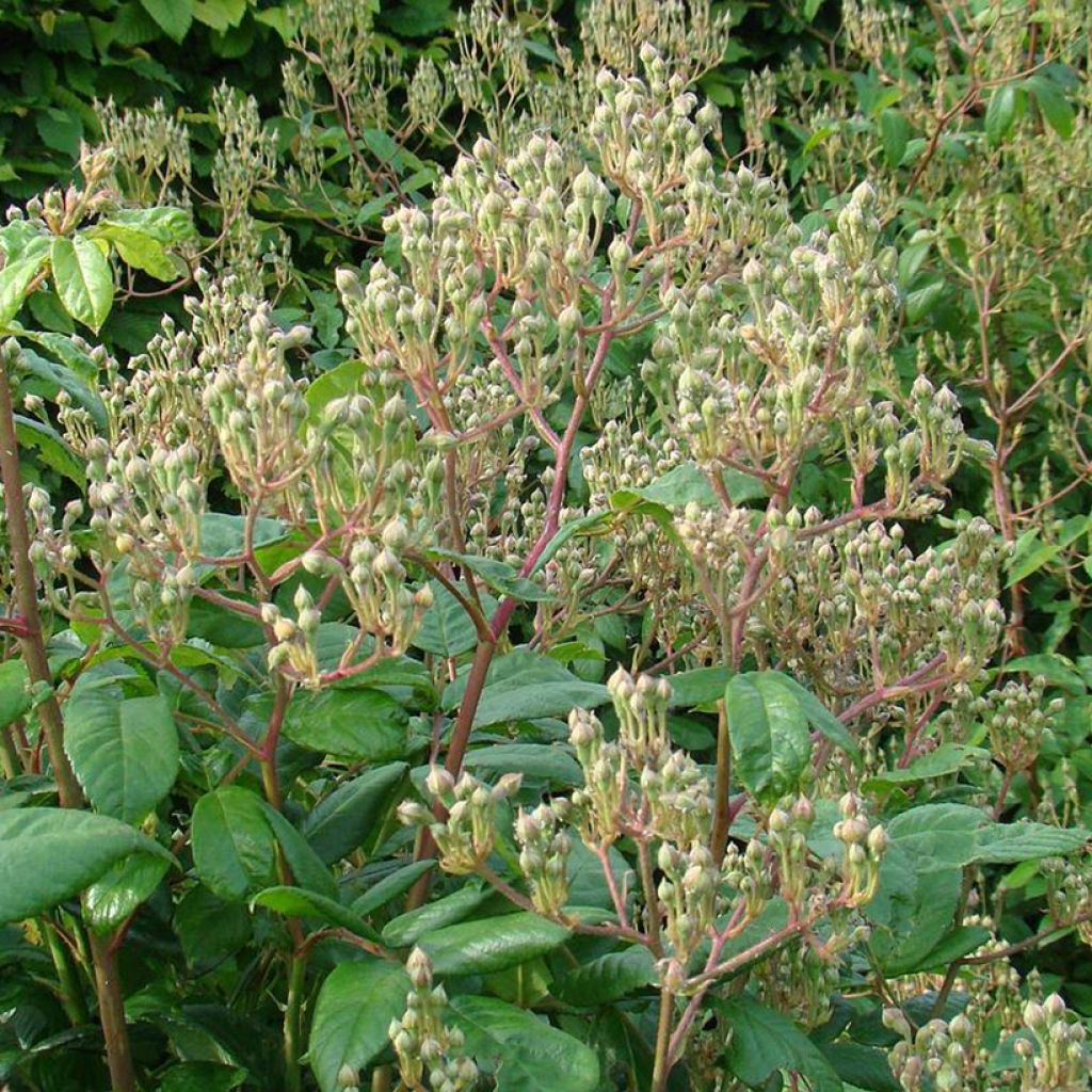 Rosa moschata Waterloo - Moschus-Rose