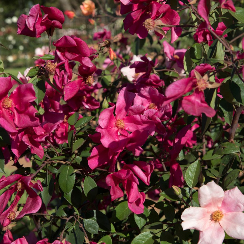 Rosa chinensis Mutabilis - Bodendecker-Rose