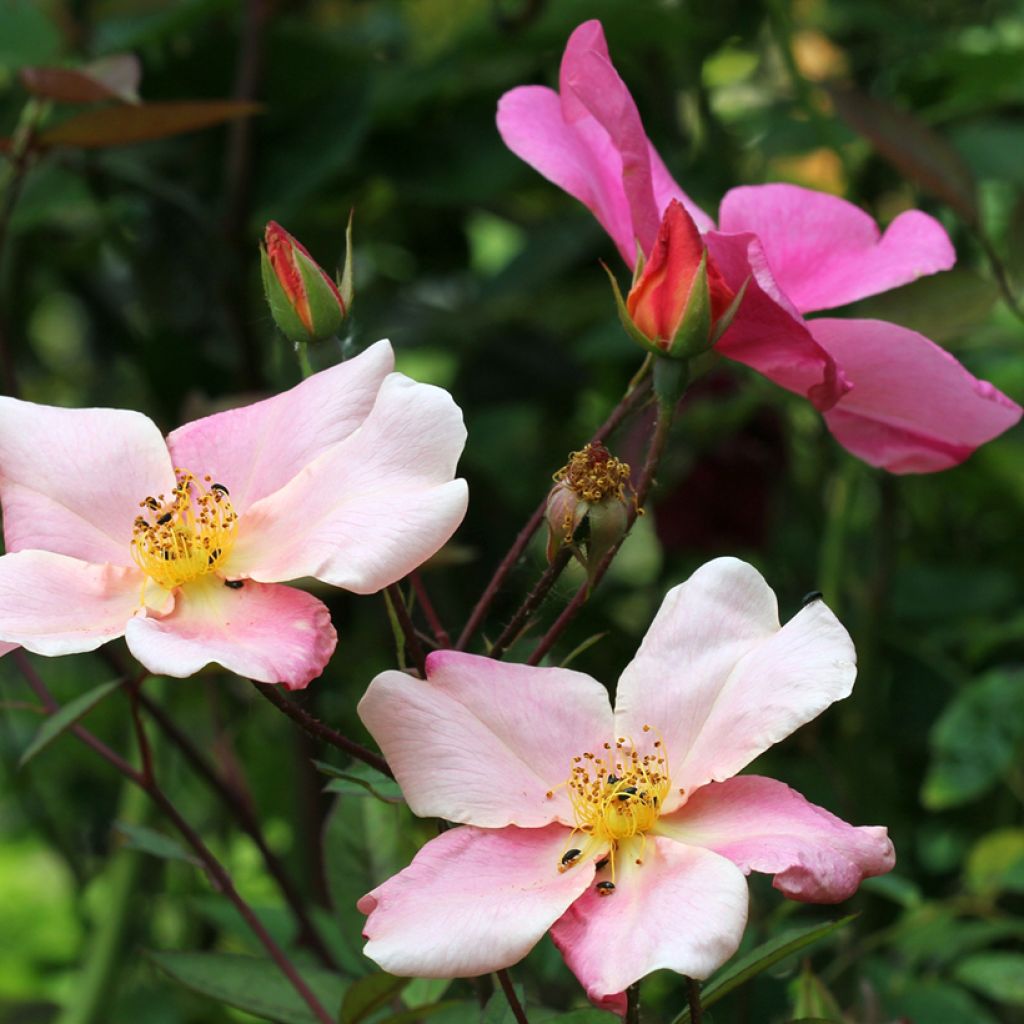 Rosa chinensis Mutabilis - Bodendecker-Rose