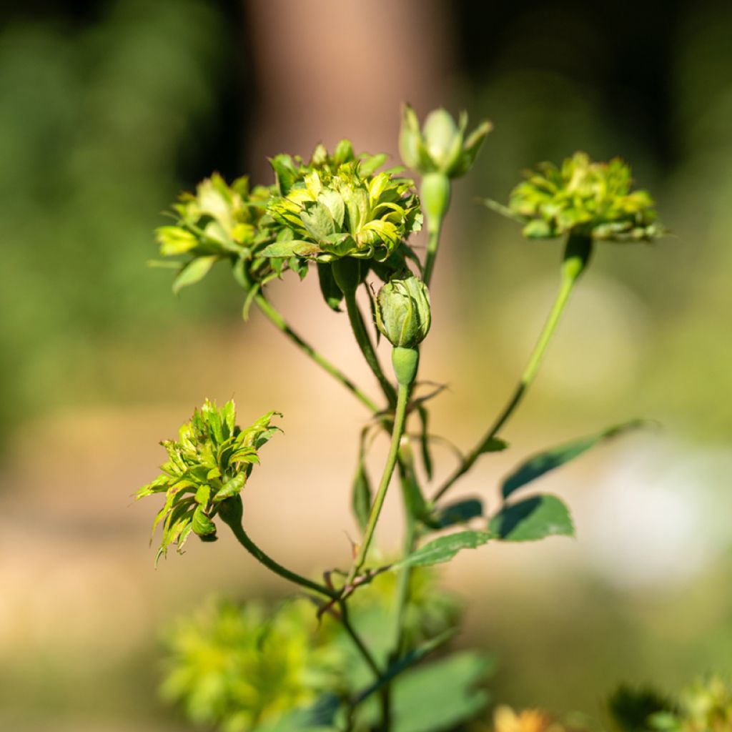 Rosa chinensis Viridiflora - Botanischer Rosenstrauch
