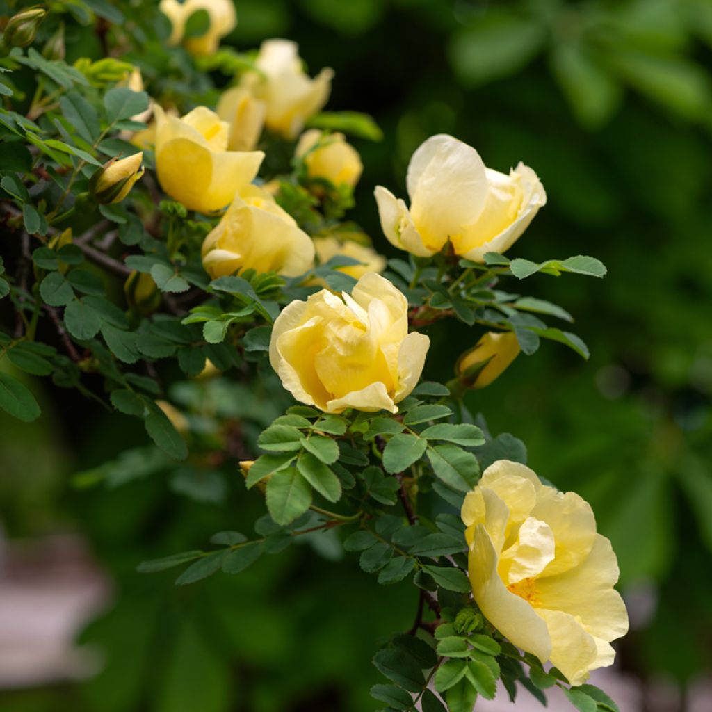 Rosa hugonis - Hugos Rose