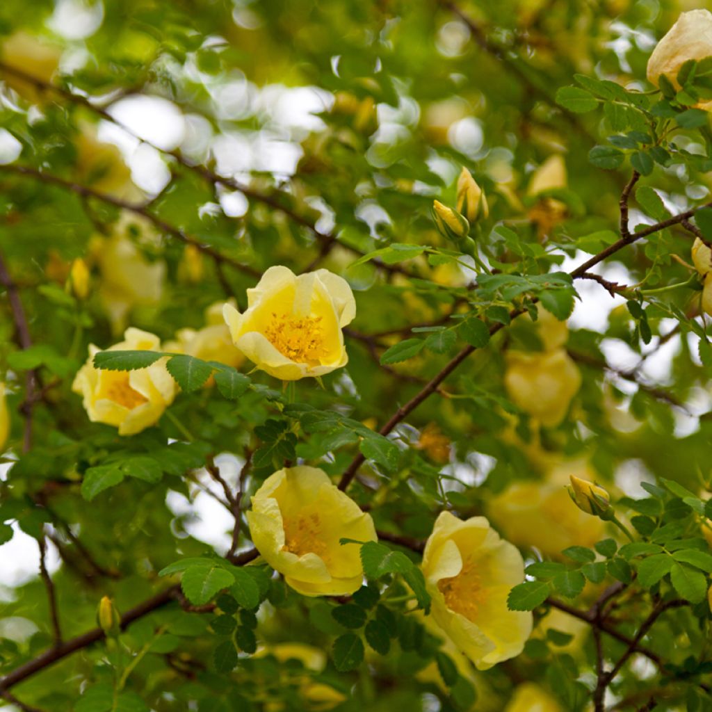 Rosa hugonis - Hugos Rose