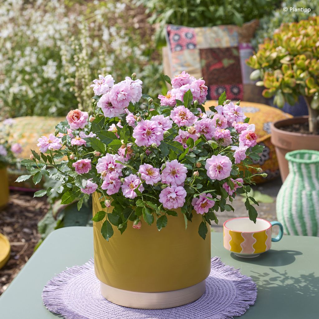 Rosa polyantha Amirose - Zwerg-Parkrose