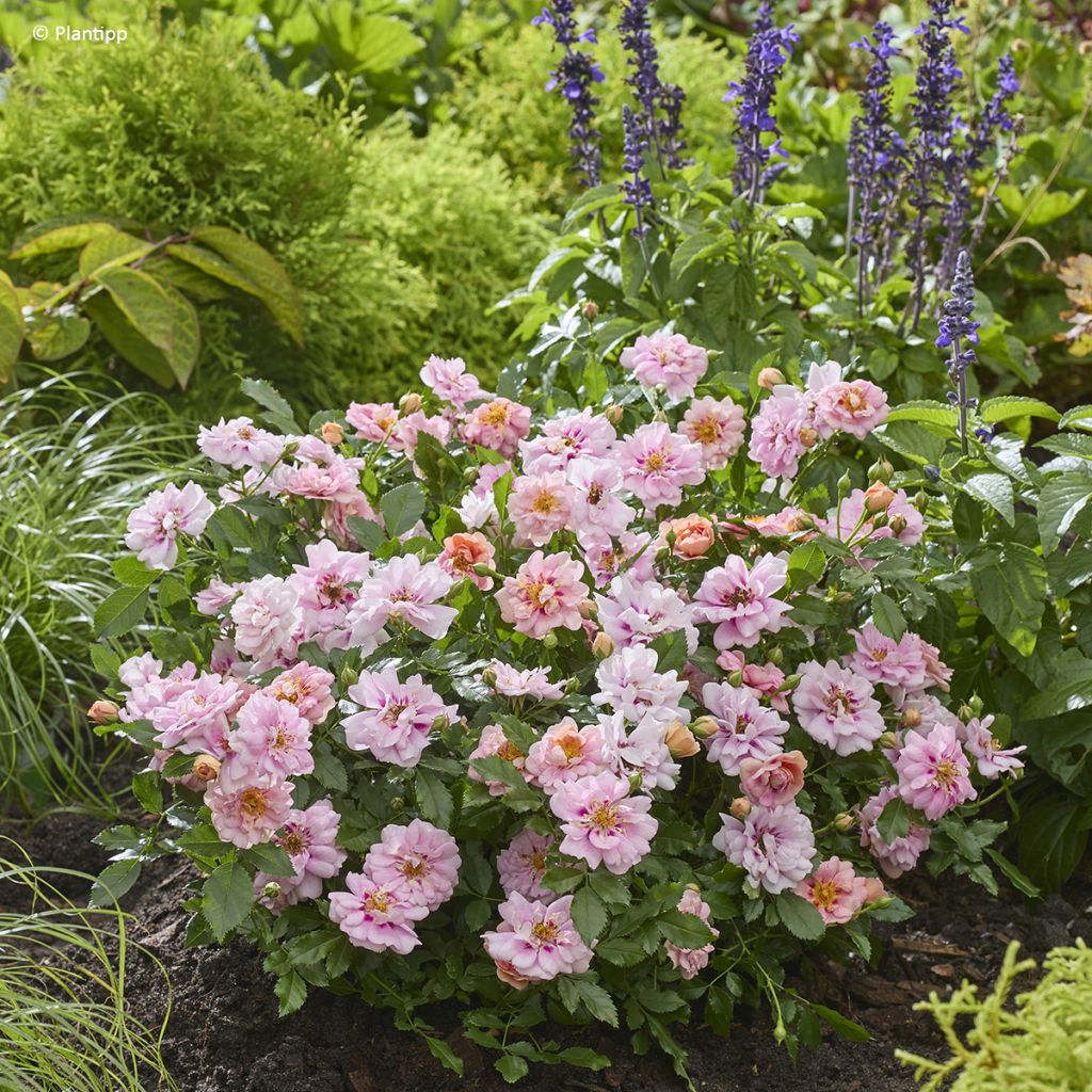 Rosa polyantha Amirose - Zwerg-Parkrose