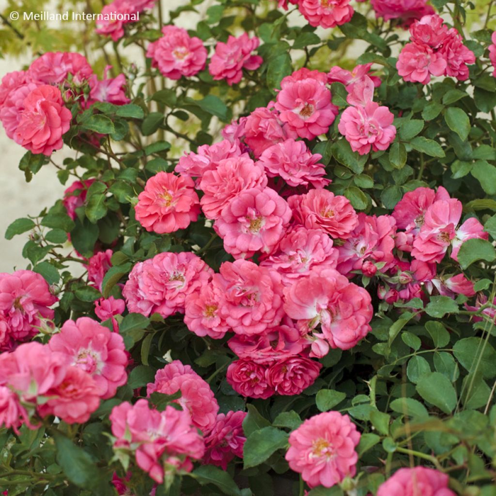 Rosa Coral Drift - Bodendecker-Rose