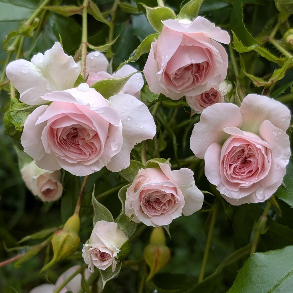 Rosa Larissa - Bodendecker-Rose
