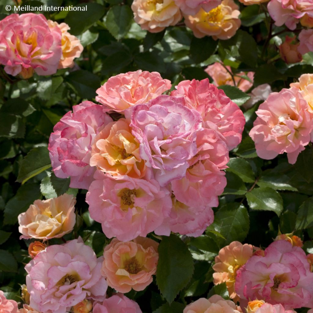 Rosa Peach Drift - Bodendecker-Rose