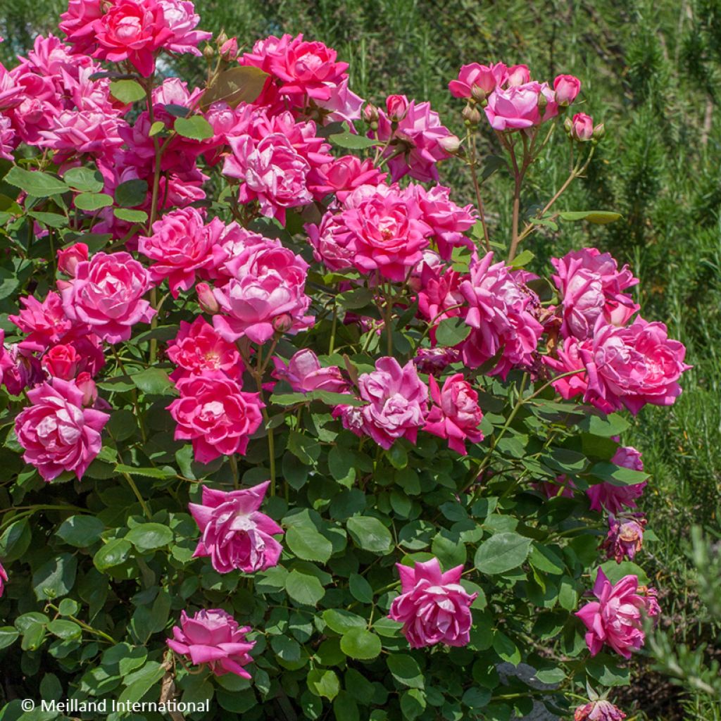 Rosa Pink Double Knock Out - Bodendecker-Rose
